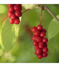 Schizandra čínská - Schisandra chinensis - semena schizandry - 6 ks